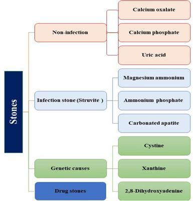 Unraveling the association of bacteria and urinary stones in patients with urolithiasis: an update review article